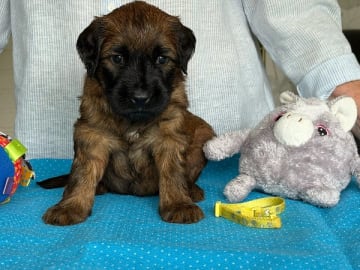 Briard · Ronneby · Rave On