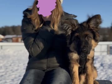 Tysk Schäferhund · Vittinge · Estridh S.