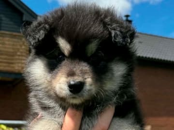 Finsk lapphund · Mjölby · World's Wildest
