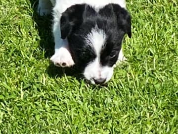 Jack russell terrier · Varberg · Kennel Beldio’s