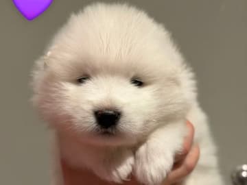 Samojedhund · Umeå · Vintertassen