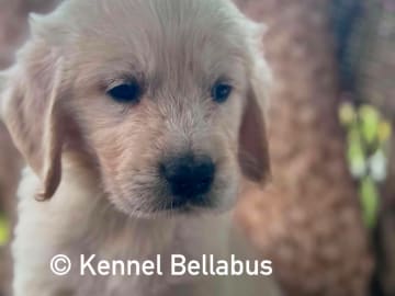 Golden retriever · Hökerum · Bellabus