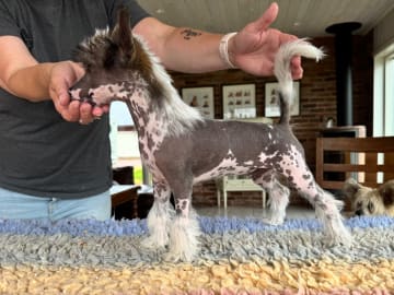 Chinese crested dog · Laholm · Proud Pony