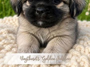Tibetansk spaniel · Nyborg · Vagthuset's