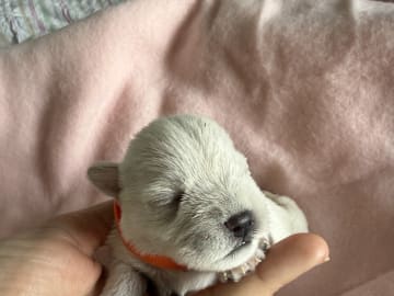 Dvärgschnauzer · Vara · Snowie Shine’s Kennel
