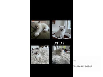 Ragdoll · Bollnäs · Marie Samuelsson