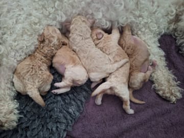 Bichonpoo
