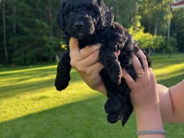 Cockerpoo · Kristinehamn · Marielle B.
