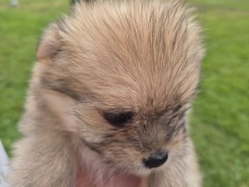 German Spitz – Mittelspitz · Abborrträsk · Eleonor M.