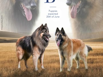 Belgisk vallhund – Tervueren · Disenå · Torill Ingebretsen