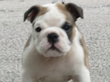 Engelsk bulldog · Rånäs · Maxibull