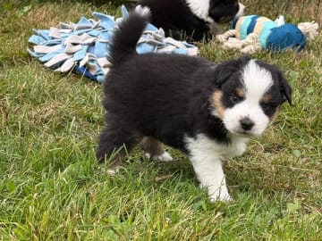 Miniature American Shepherd · Vittsjö · Kewonne