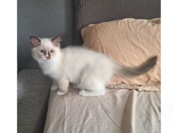 Ragdoll · Anderslöv · S*Earth Angel's
