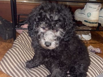 Shihpoo