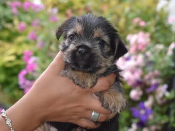 Norwichterrier · Lit · Cobby's