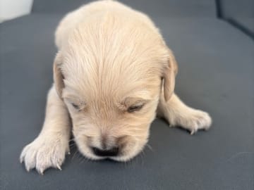 Golden retriever · Norrköping · Häradssveden