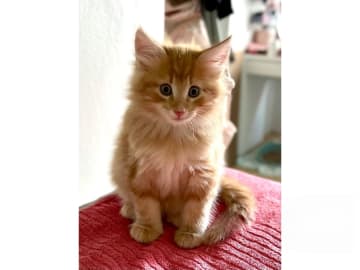 Norsk skogkatt · Hällekis · SE*Kinnekulles
