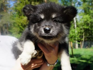 Finsk lapphund · Pauliström · Vita Nattens