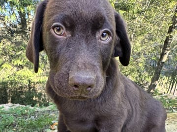 Labrador retriever · Rissa · Graciov A.