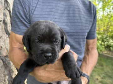 Labrador retriever · Huddinge · Apitas Hundar