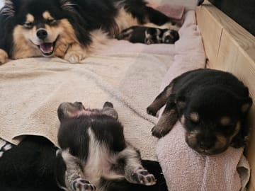 Finsk lapphund · Åby · Finsk lapphund - Angel´s Share