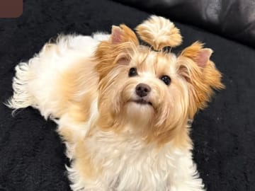 Yorkshireterrier · Sjöbo · Jeanette M.