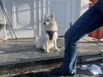 Tysk spets – mittelspitz · Kil · Axstar