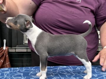 American hairless terrier · Arneberg · Evy Johanne Indahl Fredhjem