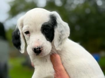English Setter · Sulsted · Østkysten's