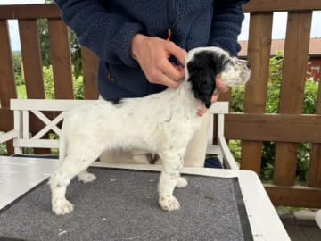 Engelsk setter · Levanger · Martin Gaard