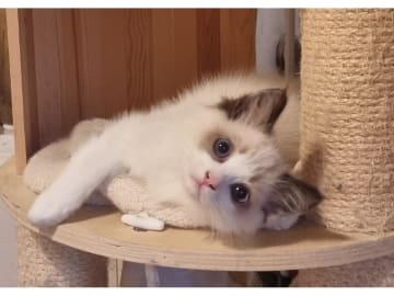 Ragdoll · Väse · SE*Wernigerodes