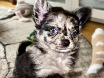 Chihuahua · Bålsta · Bålsta