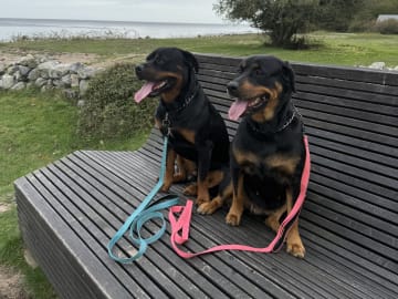 Rottweiler/American Bully XL · Gärsnäs · Helena