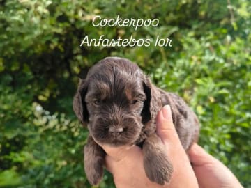 Cockerpoo · Nol · Anfastebo hunduppfödning