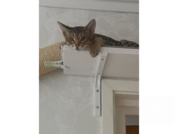 Ocicat · Nyköping · SE*Aspkatter