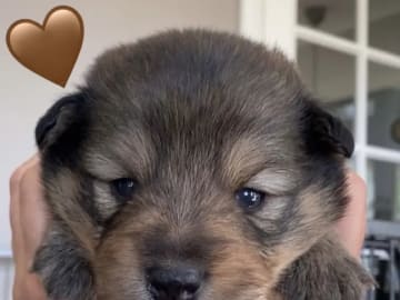 Finnish Lapphund · Sira · Anne Camilla Hansen