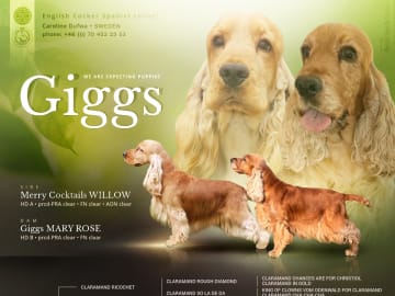Cocker spaniel · Täby · Giggs