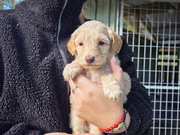 Australian labradoodle · Växjö · Bokgläntan's