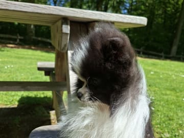 Pomeranian · Tyringe · Bodil N.