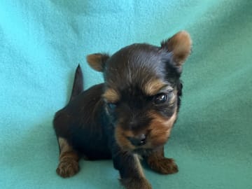Yorkshireterrier · Tumba · Patricia P.