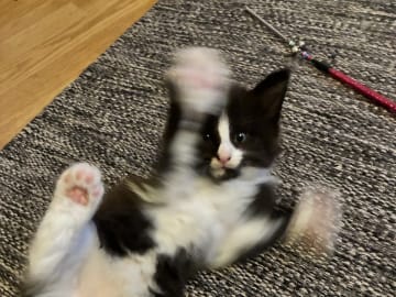 Norwegian Forest · Enköping · Lodahlshjem