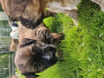 Tibetan Terrier · Halden · Lena Mari Fjeld