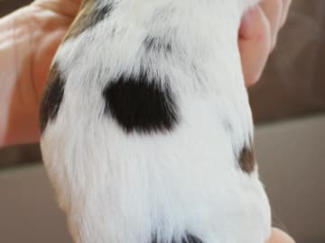 Engelsk springer spaniel · Uppsala · Quality Design