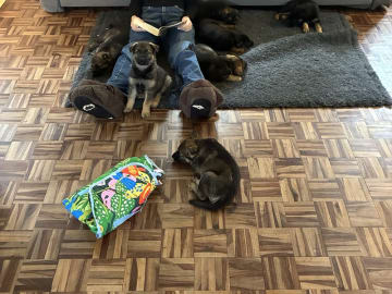Tysk Schäferhund · Vrå · Bayogi