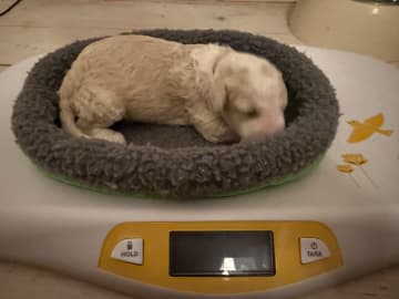 Perro de Agua Espanol · Oskarshamn · Havslätts