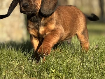 Alpenländische dachsbracke · Tibro · Karlsberg Bracke Kennel