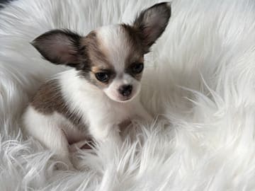 Chihuahua · Jonsvatnet · Sissel Bergdal