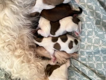 Bichon havanais · Præstø · Cuba Duba's