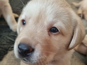 Labrador Retriever · Ingarö · Playwaters