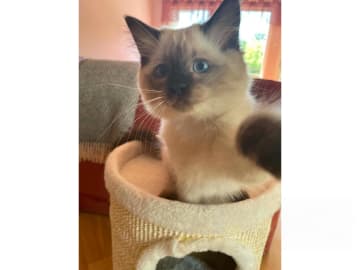 Ragdoll · Sollentuna · Viktoria Juzovitskaja